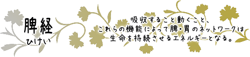脾経　吸収すること動くこと、これらの機能によって脾・胃のネットワークは生命を持続させるエネルギーとなる